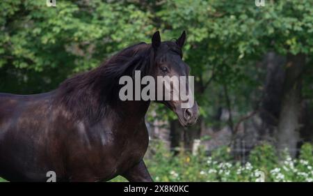 Porträt des kanadischen Pferdes reinrassiges kanadisches Schwarz mit Ohren vorwärts grüner Frühlingssommerhintergrund horizontales Pferdebild mit Raum für Typ Stockfoto