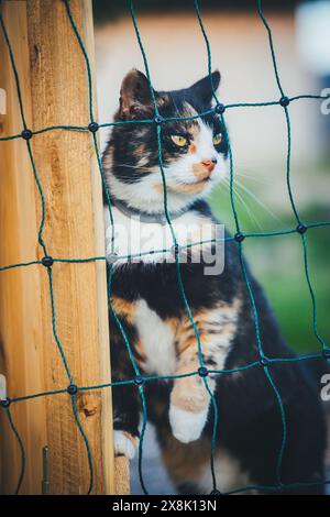 Schildpatt-Farmkatze hinter einem Zaun Stockfoto