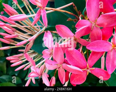 Eine ixora-Pflanze ist eine Gattung von blühenden Pflanzen aus der Familie der rubiaceae der Gattung des Stammes Ixoreae, mit roten und gelben Farben, die typisch für Tropica sind Stockfoto