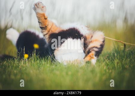 Schildpatt farm cat Stockfoto