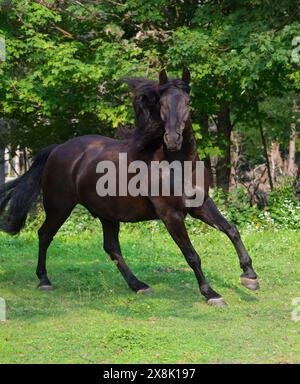 Ein kanadisches Pferd, das frei im Paddock oder auf dem Federfeld läuft. Ein reinrassiges kanadisches Pferd, das schwarz im Galopp in die Kamera blickt, mit den Ohren nach vorne im grünen Gras Stockfoto
