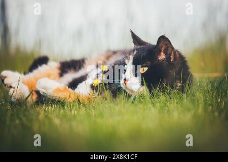 Schildpatt farm cat Stockfoto