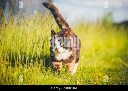 Schildpatt farm cat Stockfoto