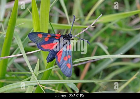 6-Spot Burnet Moth in den Cotswolds Gloucestershire UK Stockfoto