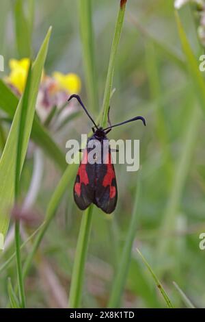 6-Spot Burnet Moth in den Cotswolds Gloucestershire UK Stockfoto