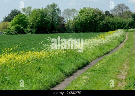 Kuh-Petersilie und gelbe Charlock-Blüten auf einem Ackerfeld Rand an einem öffentlichen Fußweg auf Ackerland in der Nähe des Dorfes Chart Sutton, nahe Maidstone, Stockfoto