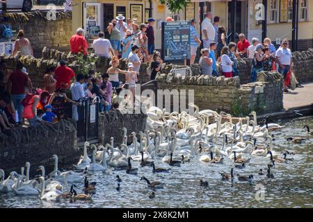 Windsor, Großbritannien. Juni 2021. Besucher bewundern eine große Schar Schwäne auf der Themse. Quelle: Vuk Valcic/Alamy Stockfoto