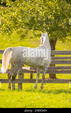 Arabisches Pferd steht auf dem Feld unter Baum mit Holzzaun im Hintergrund Frühlingsfarben hübsches graues Pferd hinterleuchtet in der Sonne Sonnenlicht gesehen durch den Schwanz Stockfoto