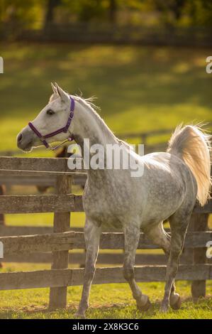 Graues oder weißes arabisches Pferd in Aktion trabend Holzzaun im Hintergrund hübsches vierbeiniges reinrassiges arabisches Pferd mit Ohren nach vorne senkrecht Stockfoto