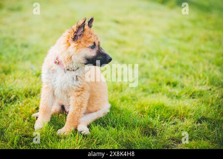 Westerwälder Kuhhhund Stockfoto