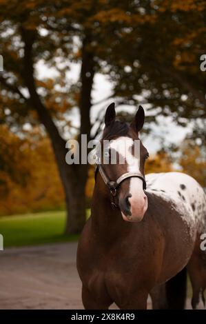 Porträt des appaloosa-Pferdes in der Bucht mit großer weißer Flamme auf dem Gesicht braun und weißem vertikalem Pferdebild mit Platz für Typ und Stufenfall Stockfoto