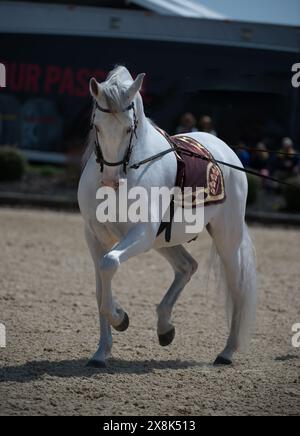 Graues andalusisches Pferd wird in der Linie gezeigt und führt eine Dressurpiaffe majestätisch aus, mit Vorderbein und abwechselndem Hinterbein nach oben, Zaumzeug und Fancy Pad Stockfoto