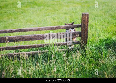 Schildpatt-Farmkatze hinter einem Zaun Stockfoto