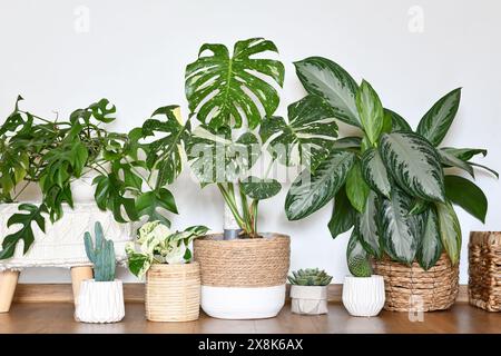 Urbaner Dschungel. Verschiedene tropische Zimmerpflanzen wie Monstera Thai Constellation oder Chinesisches Immergrün in Korb Blumentöpfen im Zimmer Stockfoto
