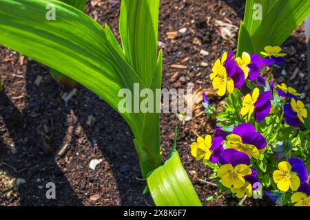 Makroansicht blühender gelber und lila Stiefmütterchen zusammen mit Gladiolen-Blüten, die in einem Gartentopf wachsen. Stockfoto