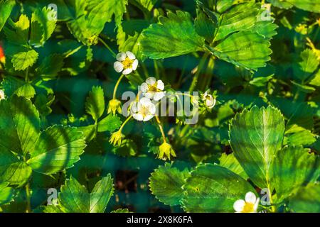 Makroansicht der im Gartenbeet blühenden Erdbeersträucher. Stockfoto