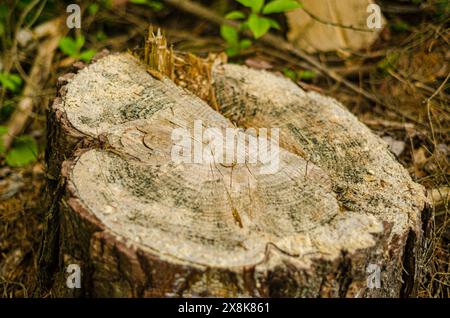 Baumstumpf im Wald. Hochwertige Fotos Stockfoto