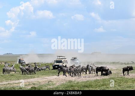 Touristen beobachten die Migration von Zebras (Equus burchelli) und blauen Gnus (Connochaetes taurinus) von der Jeep-Safari im Serengeti-Nationalpark Stockfoto