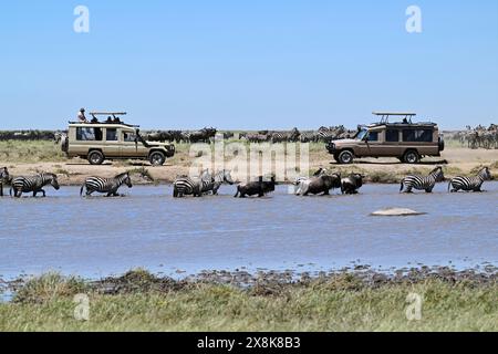 Touristen beobachten die Migration von Zebras (Equus burchelli) und blauen Gnus (Connochaetes taurinus) von der Jeep-Safari im Serengeti-Nationalpark Stockfoto