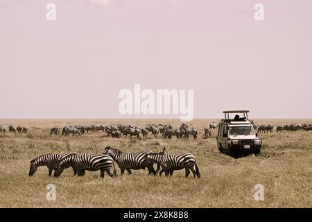 Touristen beobachten die Migration von Zebras (Equus burchelli) und blauen Gnus (Connochaetes taurinus) von der Jeep-Safari im Serengeti-Nationalpark Stockfoto