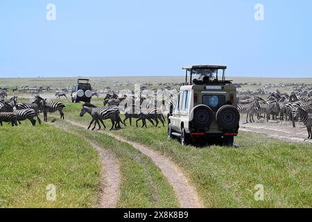 Touristen beobachten die Migration von Zebras (Equus burchelli) von Jeep Safari, Serengeti Nationalpark, Tansania Stockfoto