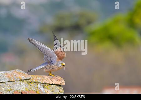 Ein gewöhnlicher Falke (Falco tinnunculus), der auf dem Stein thront, mit Beute im Schnabel, vor natürlichem Hintergrund, Trogir, Dalmatien, Kroatien Stockfoto