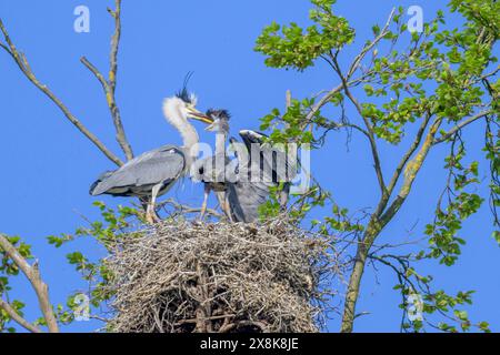 Graureiher (Ardea cinerea) im Nest mit Küken zwischen Ästen und blauem Himmel, Guxhagen, Hessen, Deutschland Stockfoto