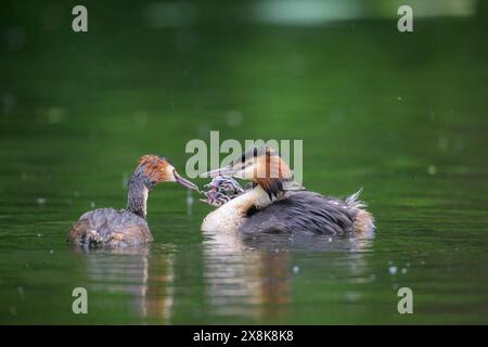 Elternteil Großkäppchen (Podiceps cristatus) und Jungtier im Wasser vor grünem Hintergrund, Kassel, Hessen, Deutschland Stockfoto