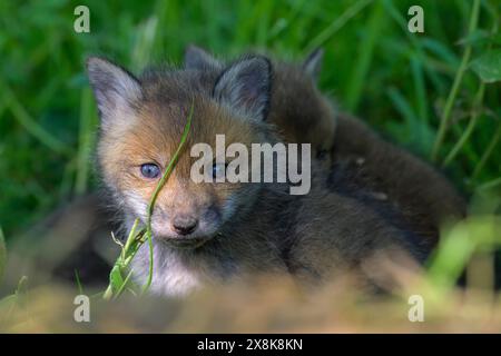 Ein aufmerksames Fuchsjunge (Vulpes vulpes) schaut neugierig in die Kamera, umgeben von Pflanzen, Guxhagen, Hessen, Deutschland Stockfoto