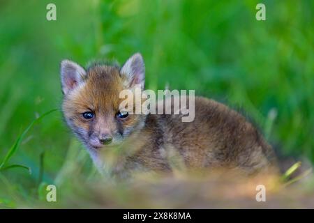 Ein einzelnes Fuchsjunges (Vulpes vulpes) schaut neugierig in die Kamera, umgeben von grünem Gras, Guxhagen, Hessen, Deutschland Stockfoto