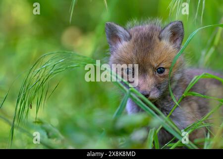 Ein Fuchsjunges (Vulpes vulpes) versteckt sich im hohen Gras und schaut neugierig in die Kamera, Guxhagen, Hessen Stockfoto