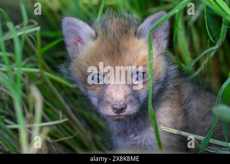 Ein junger Fuchs (Vulpes vulpes) schaut neugierig in die Kamera, umgeben von hohen Gräsern und dichter Vegetation, weiches Licht, Guxhagen, Hessen, Deutschland Stockfoto