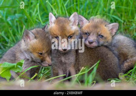 Drei junge Füchse (Vulpes vulpes) sitzen dicht beieinander auf einer grünen Wiese und schauen neugierig in die Kamera, Guxhagen, Hessen, Deutschland Stockfoto