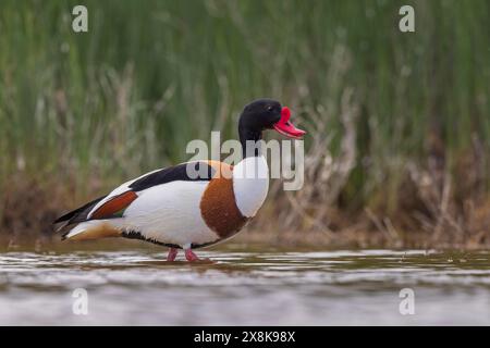 Gewöhnliche Schutzente (Tadorna tadorna) Entenvogel, Halbgansfamilie, männlich, Baden, Schwimmen, Flachwasserzone, Futtersuche, Seenlandschaft, Lagune Stockfoto