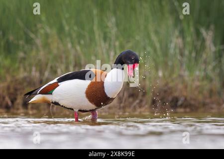 Gewöhnliche Schutzente (Tadorna tadorna) Entenvogel, Halbgansfamilie, männlich, Baden, Schwimmen, Flachwasserzone, Futtersuche, Seenlandschaft, Lagune Stockfoto