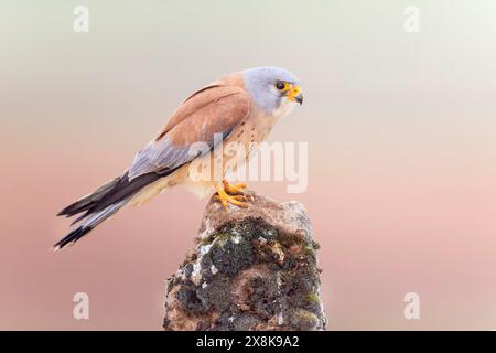 Falco naumanni männlich, jagen, auf einem Felsen lauern, Beute suchen, Toledo, Spanien Stockfoto