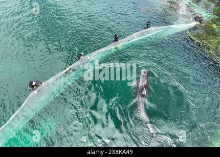 (240526) -- SANYA, 26. Mai 2024 (Xinhua) -- Mitarbeiter bereiten sich darauf vor, den Kurzflossen-Pilotwal „Haitang“ im Sanya Haichang Animal Conservation Center in Sanya, südchinesischer Provinz Hainan, am 25. Mai 2024 zu verlegen. Am 3. Januar dieses Jahres wurde ein verletzter männlicher Kurzflossen-Grindwal in der Haitang Bay von Sanya gefunden. Es wurde zur Behandlung an das Sanya Haichang Animal Conservation Center geschickt und erhielt den Namen „Haitang“. Dank der akribischen Betreuung durch professionelle Züchter und Freiwillige erholt sich „Haitang“ gut und ist entschlossen, danach wieder ins Meer zu entlassen Stockfoto