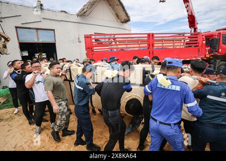 (240526) -- SANYA, 26. Mai 2024 (Xinhua) -- Mitarbeiter und Freiwillige verlegen den Kurzflossen-Pilotwal „Haitang“ im Sanya Haichang Animal Conservation Center in Sanya, südchinesische Provinz Hainan, 25. Mai 2024. Am 3. Januar dieses Jahres wurde ein verletzter männlicher Kurzflossen-Grindwal in der Haitang Bay von Sanya gefunden. Es wurde zur Behandlung an das Sanya Haichang Animal Conservation Center geschickt und erhielt den Namen „Haitang“. Dank der akribischen Betreuung durch professionelle Züchter und Freiwillige erholt sich „Haitang“ gut und ist entschlossen, wieder ins Meer A zu gelangen Stockfoto