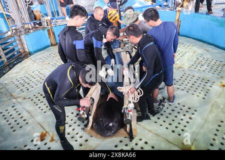 (240526) -- SANYA, 26. Mai 2024 (Xinhua) -- Mitarbeiter bereiten sich darauf vor, den Kurzflossen-Pilotwal „Haitang“ im Sanya Haichang Animal Conservation Center in Sanya, südchinesischer Provinz Hainan, am 25. Mai 2024 zu verlegen. Am 3. Januar dieses Jahres wurde ein verletzter männlicher Kurzflossen-Grindwal in der Haitang Bay von Sanya gefunden. Es wurde zur Behandlung an das Sanya Haichang Animal Conservation Center geschickt und erhielt den Namen „Haitang“. Dank der akribischen Betreuung durch professionelle Züchter und Freiwillige erholt sich „Haitang“ gut und ist entschlossen, danach wieder ins Meer zu entlassen Stockfoto