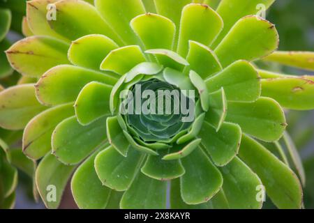 Sonnendurchflutete Blumen im Garten Stockfoto