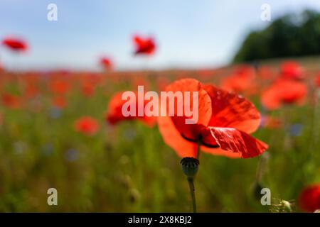 Ein Feld mit rotem Mohn mit einer einzigen roten Blume im Vordergrund. Stockfoto