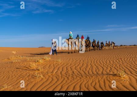 Merzouga, Marokko - 9. März 2024: Berberführer führt eine Gruppe von Touristen auf eine Dromedarwanderung in die Sahara-Wüste in Marokko Stockfoto