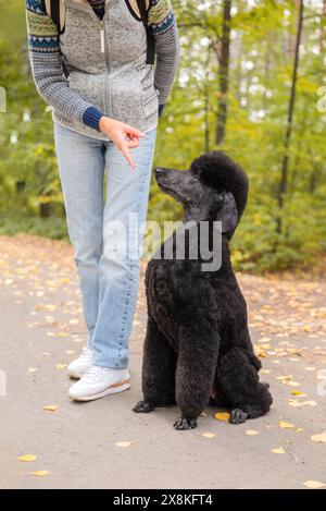 Ein schwarzer großer königlicher Pudel sitzt zu Füßen der Gastgeberin im Herbstpark und blickt nach oben. Der alte Pudelhund hört aufmerksam auf die Kommunikation des Besitzers Stockfoto