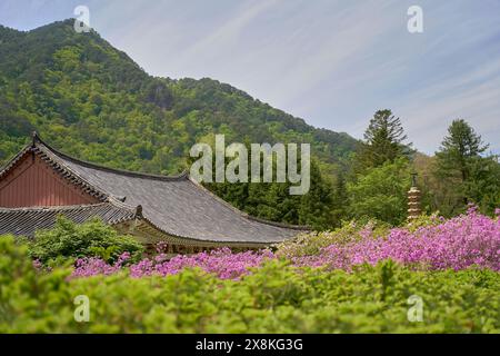 Pohyeon-sa in Myohyang-san, Nordkorea, ein großer Museumskomplex koreanischer Kultur Stockfoto