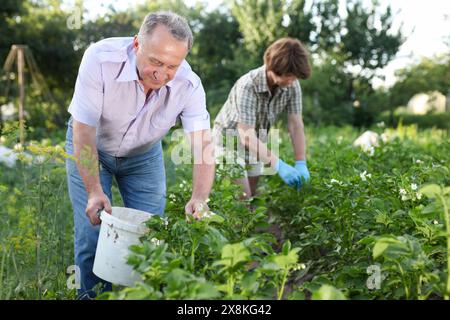 Bauern sammeln Insekten aus Kartoffelblättern Stockfoto