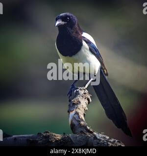 Elpen sind Vögel der Familie Corvidae. Stockfoto