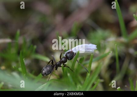 Ameise im Garten mit Essen Stockfoto