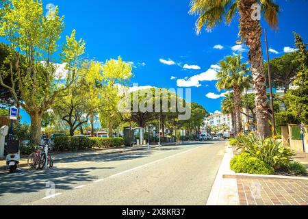 Stadt Sainte Maxime Palmenstraße Blick, südlich von Frankreich riviera Stockfoto