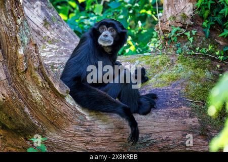 Siamang Gibbon, Symphalangus syndactylus, sitzt auf einem alten Baumstamm. Das größte Gibbon und endemisch in Indonesien, Malaysia und Thailand. Gefährdet Stockfoto