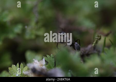 ameise im Garten mit Marienkäfer Stockfoto